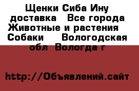 Щенки Сиба Ину доставка - Все города Животные и растения » Собаки   . Вологодская обл.,Вологда г.